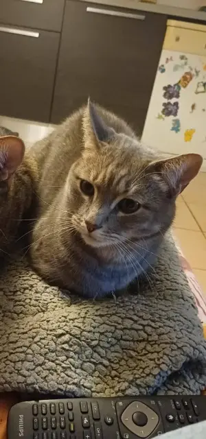 chat lost   34310 Capestang Balou