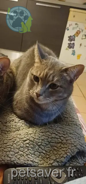 gato perdido 34310 Capestang Balou gato lost 34310 Capestang Balou