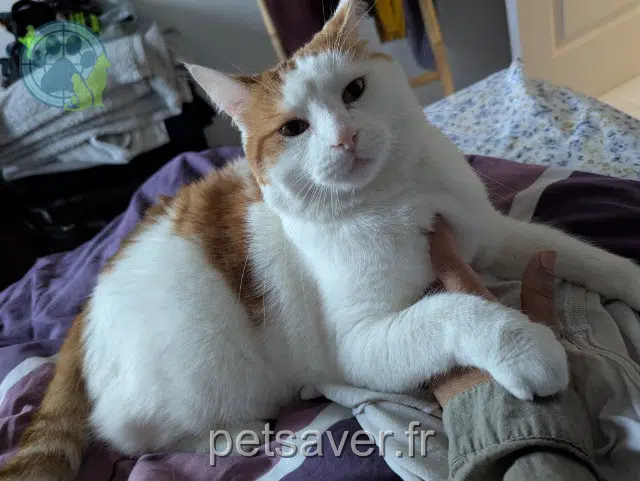 gatto lost   34560 Poussan Berlioz