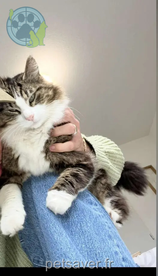 kater vermist Avenue de la Tour 34470 Pérols Bibi kater lost Avenue de la Tour 34470 Pérols Bibi