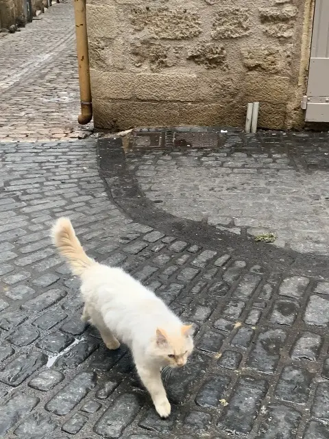 chat lost   34120 Pézenas Blanc