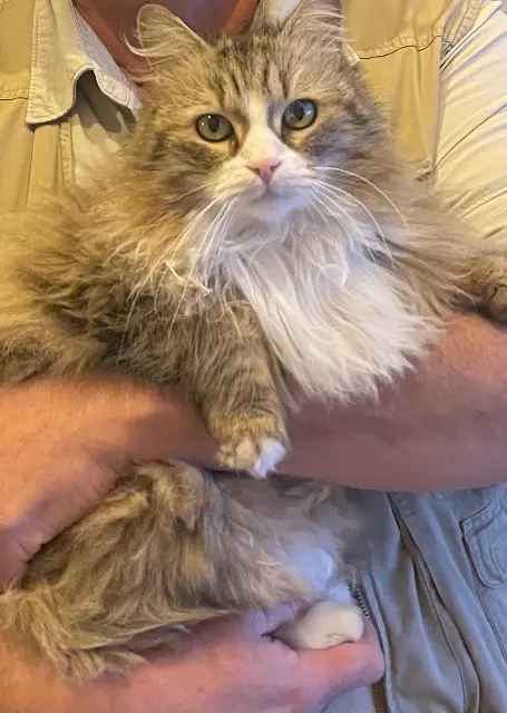 chat lost   34990 Juvignac Bountycoco