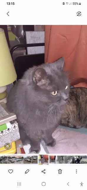 chat lost   34300 Agde Bredy