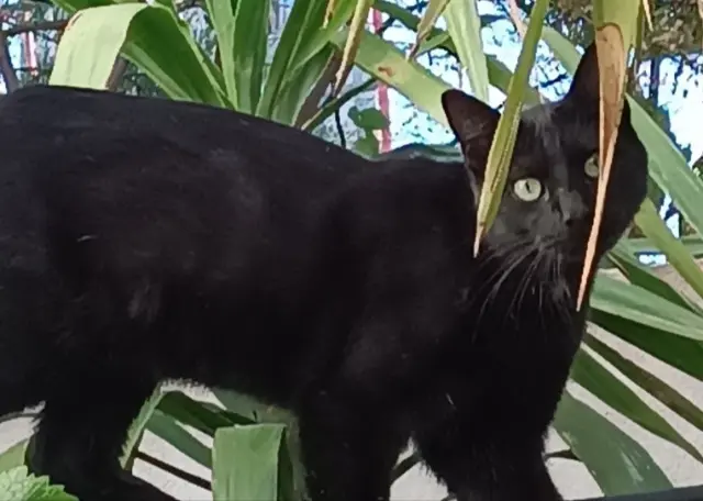 chat lost   34500 Béziers Cactus