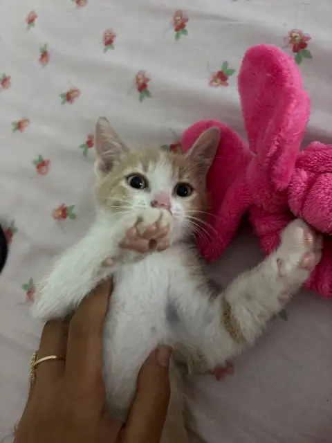 chat lost   34500 Béziers Cesart