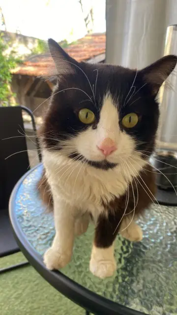 chat lost   34820 Assas Chaton