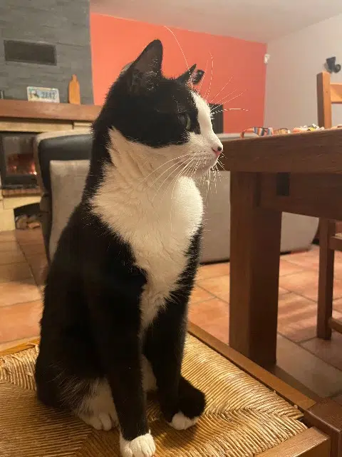 chat lost   34420 Villeneuve-lès-Béziers Chaussette