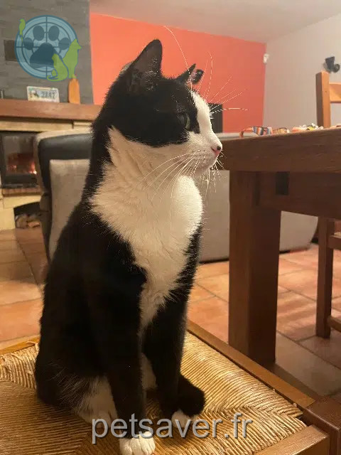 gato perdido 34420 Villeneuve-lès-Béziers Chaussette gato lost 34420 Villeneuve-lès-Béziers Chaussette