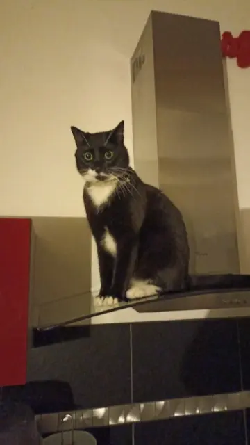 chat lost   34510 Florensac Choko