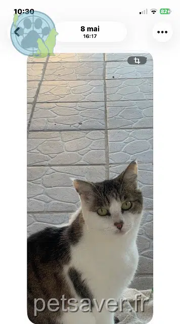 gato lost   34350 Vendres Chonchon