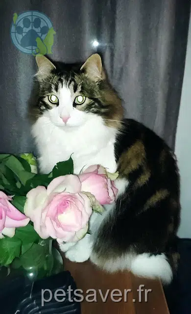 chat lost   34500 Béziers Chouchou