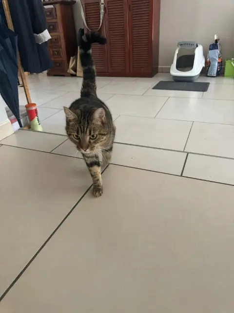 chat lost   34920 Le Crès Choupy