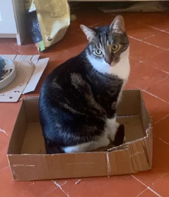 chat lost   34120 Castelnau-de-Guers Conny