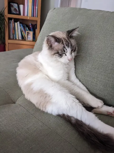 chat lost   34420 Cers Cookie