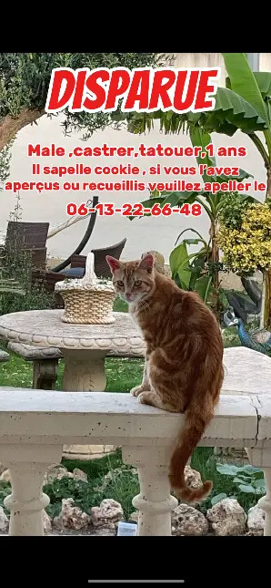 Chat Perdu 34 Hérault - Cookie Chat Perdu 34 Hérault - Cookie