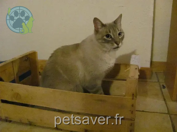 Chat Perdu 34 Hérault - Cox Chat Perdu 34 Hérault - Cox
