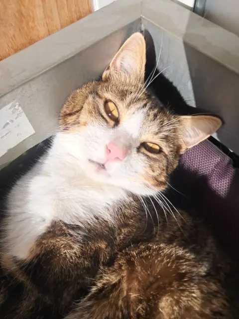 chat lost   34200 Sète Coyotte