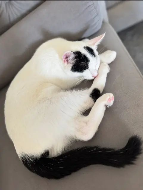 chat lost   34970 Lattes Dior