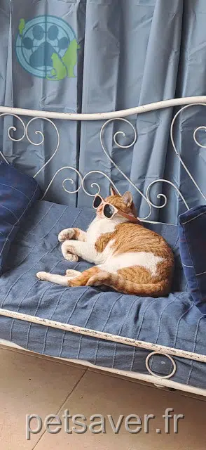 chat lost   34560 Villeveyrac Doudou