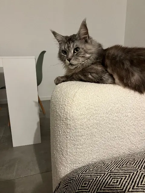 chat lost   34400 Entre-Vignes Onyx