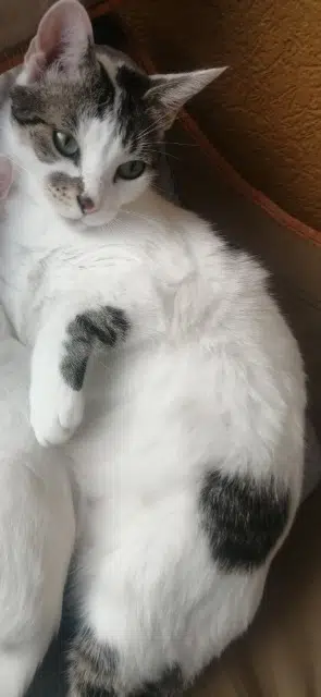 chat lost   34500 Béziers Eren