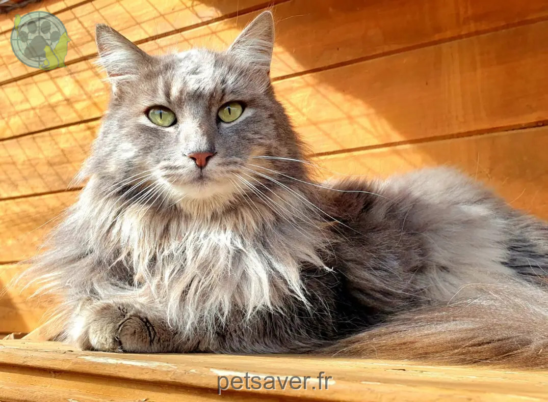 Chat Perdu 34 Hérault - Floki Chat Perdu 34 Hérault - Floki