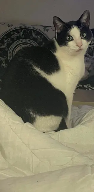 chat lost   34300 Agde Granite