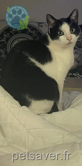 gato perdido 34300 Agde Granite gato lost 34300 Agde Granite