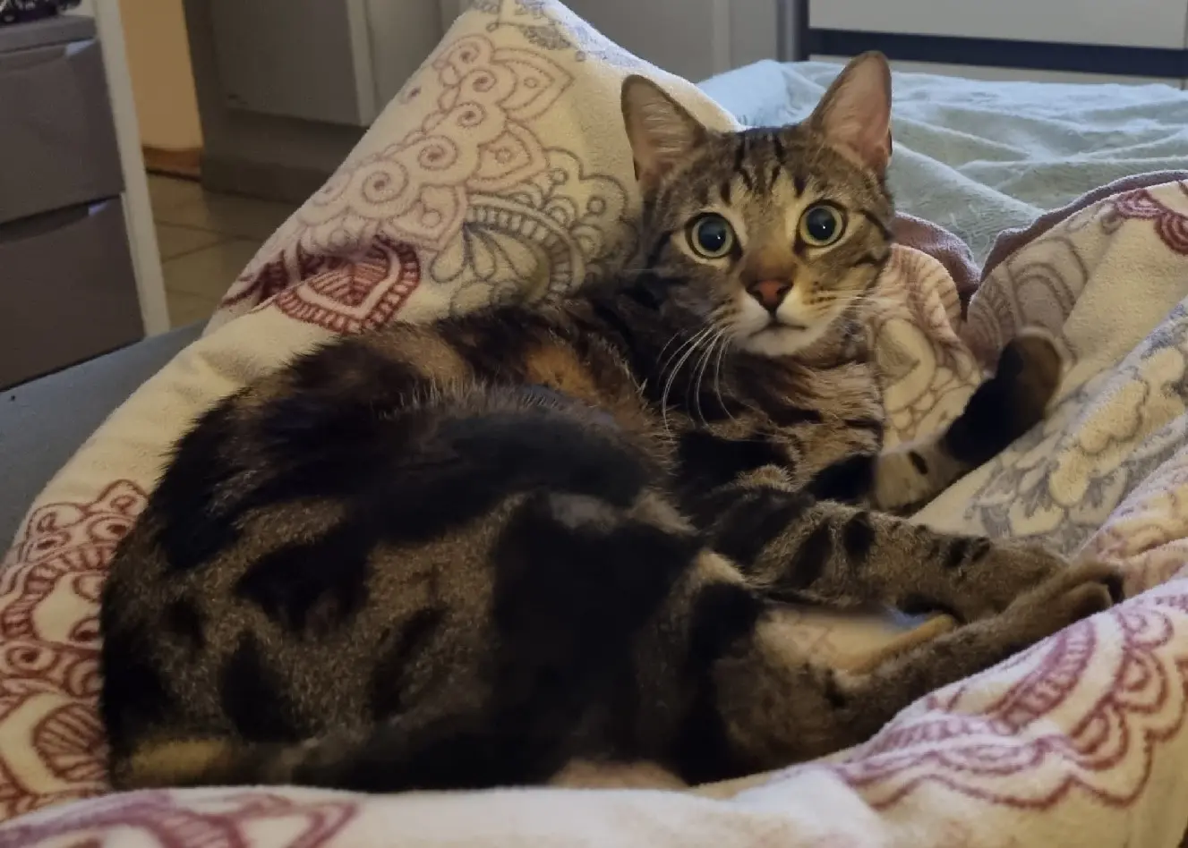 Chat Perdu 34 Hérault - Grisby Chat Perdu 34 Hérault - Grisby