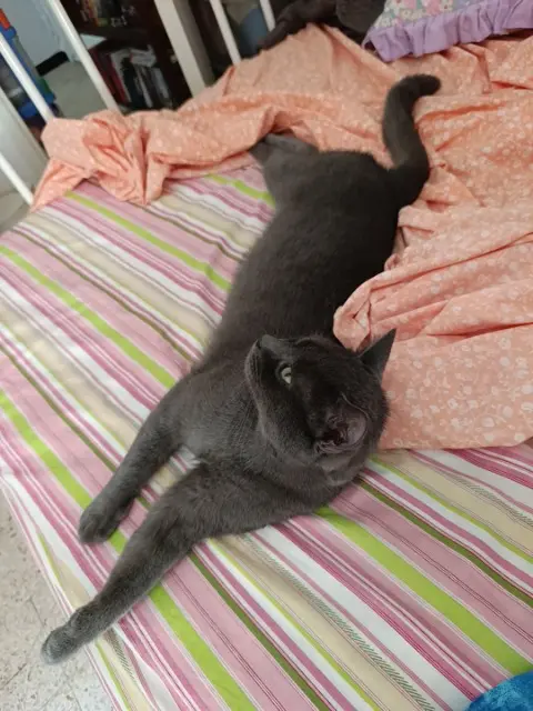 chat lost   34500 Béziers Grisgris