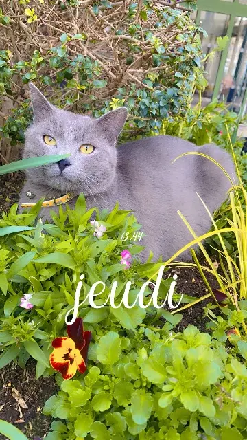 chat lost   34500 Béziers Grisou brieche