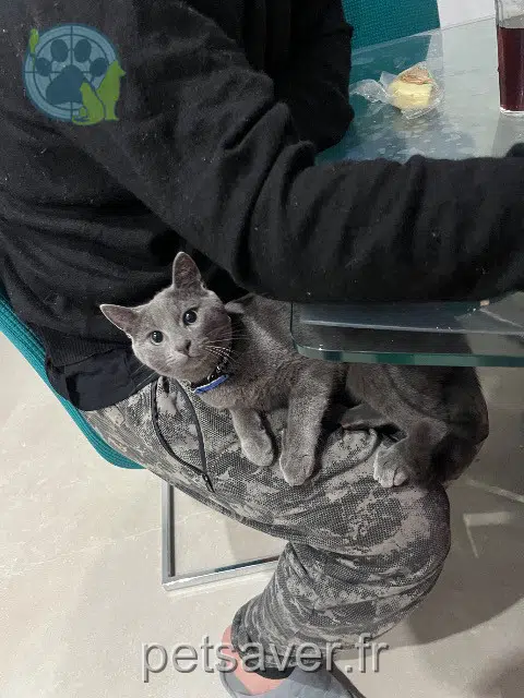 chat lost   34430 Saint-Jean-de-Védas Grisouille