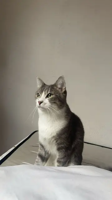 chat lost   34400 Lunel Grizou