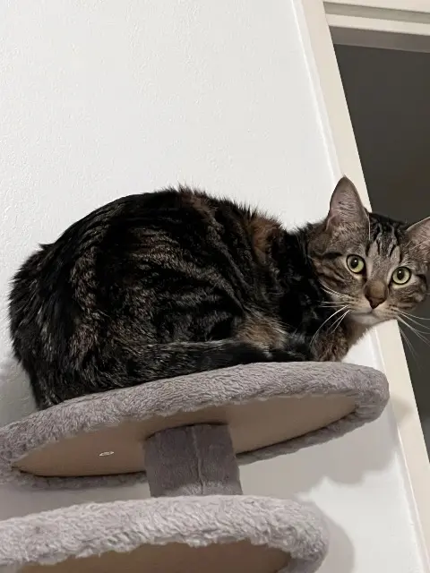 chat lost   34790 Grabels Groot