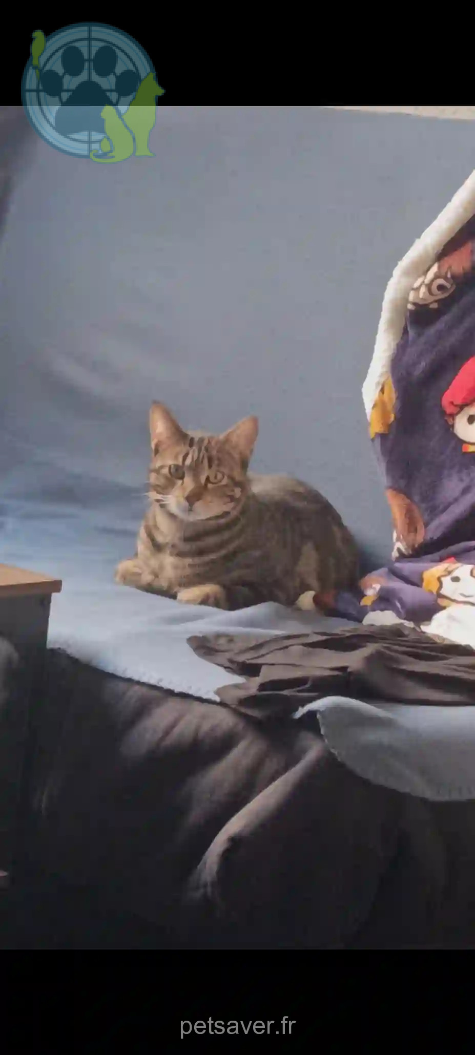 Chat Perdu 34 Hérault - Groot Chat Perdu 34 Hérault - Groot