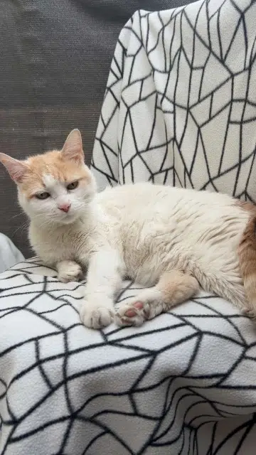 chat lost   34500 Béziers Guess