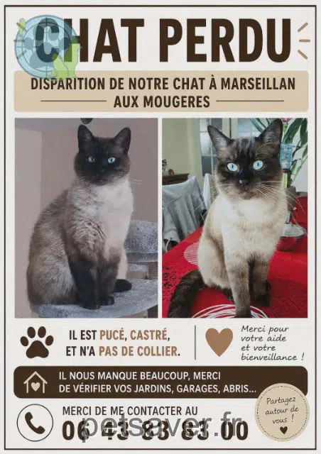 chat lost   34340 Marseillan Happy