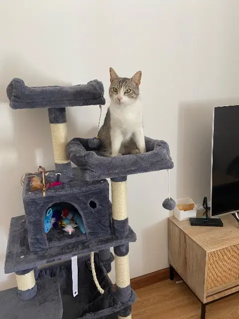 chat lost   34570 Murviel-lès-Montpellier Ichiro