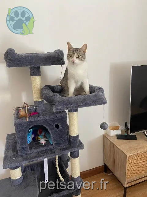 gato perdido 34570 Murviel-lès-Montpellier Ichiro gato lost 34570 Murviel-lès-Montpellier Ichiro