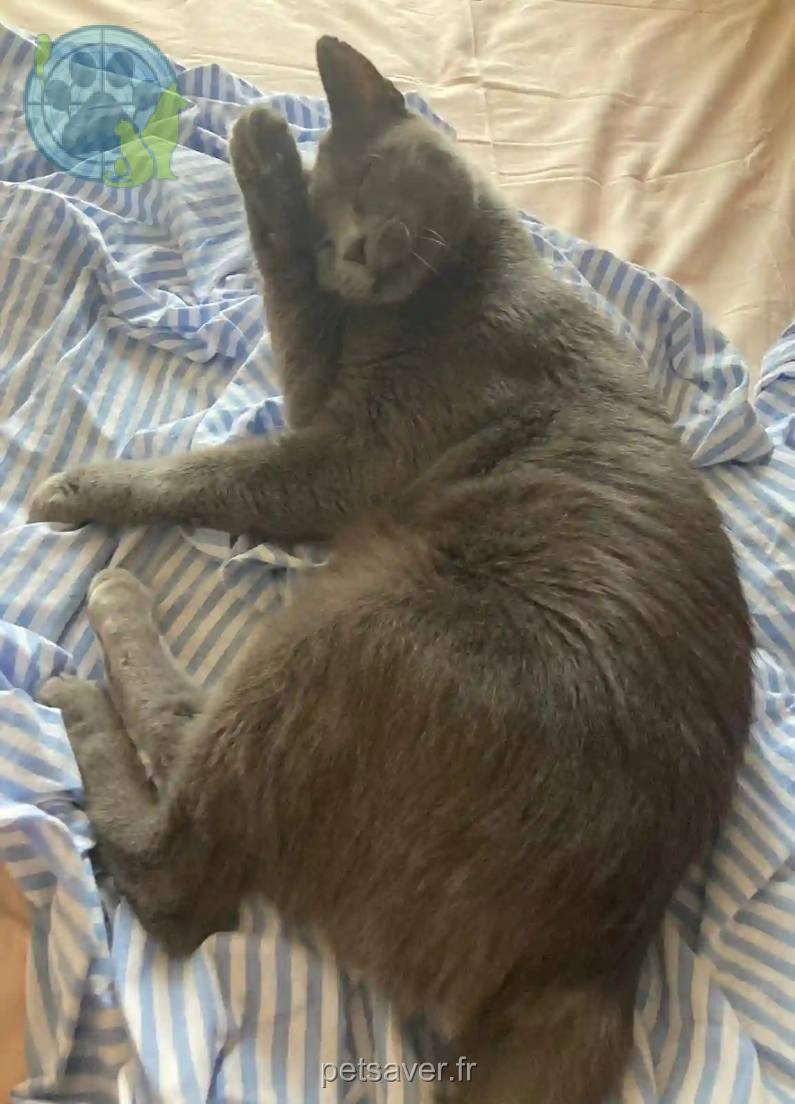 Chat Perdu 34 Hérault - Igor Chat Perdu 34 Hérault - Igor