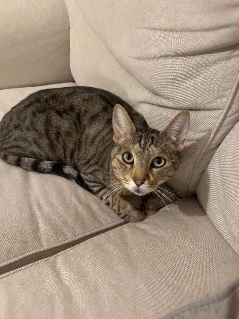 chat lost   34990 Juvignac Ikki