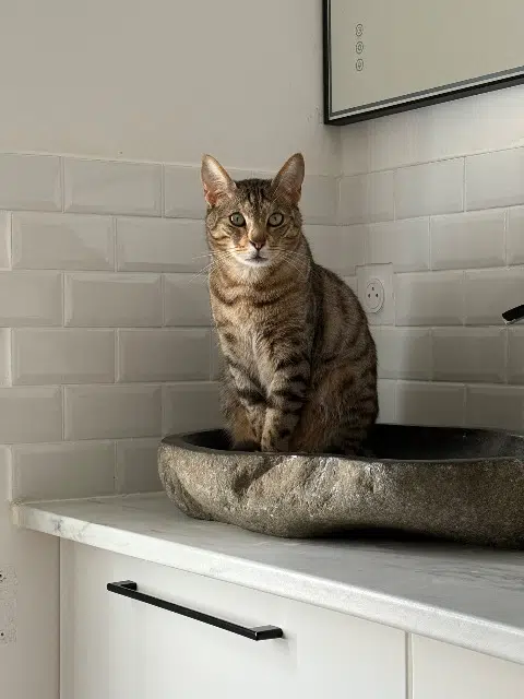 chat lost   34990 Juvignac Ikki