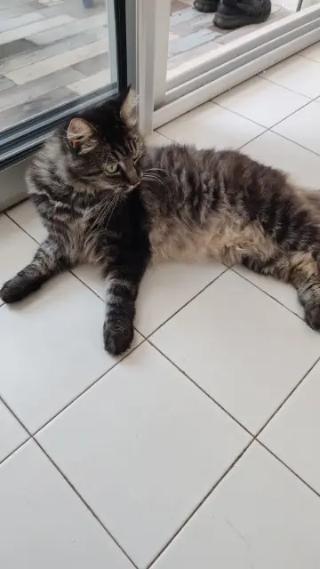 chat lost   34450 Vias Ikky