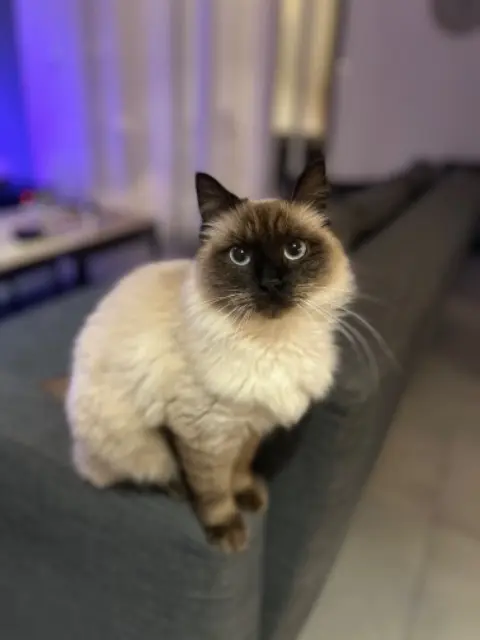 chat lost   34170 Castelnau-le-Lez Inosuke