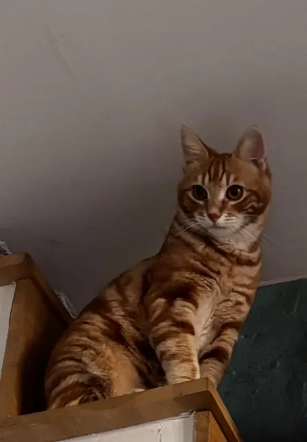 chat lost   34150 Gignac Jiji