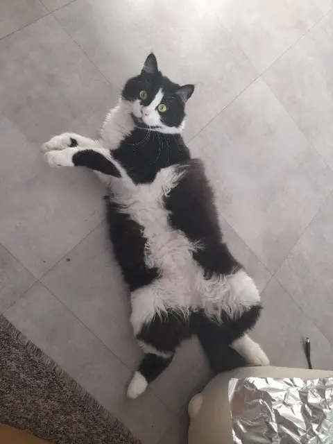 chat lost   34830 Jacou Karl