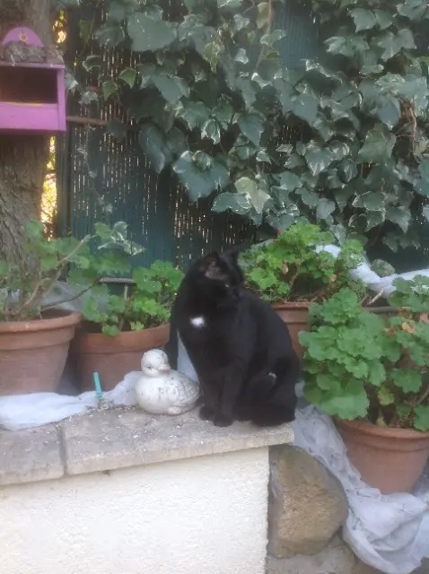 chat lost   34300 Agde Khephren