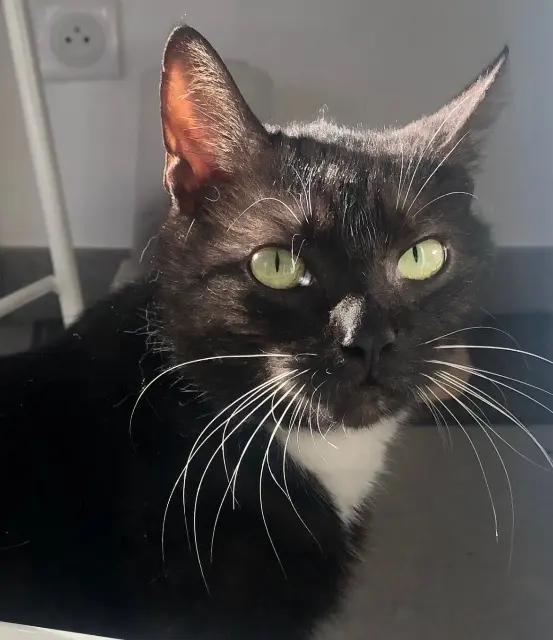 chat lost   34110 Vic-la-Gardiole Kimchi