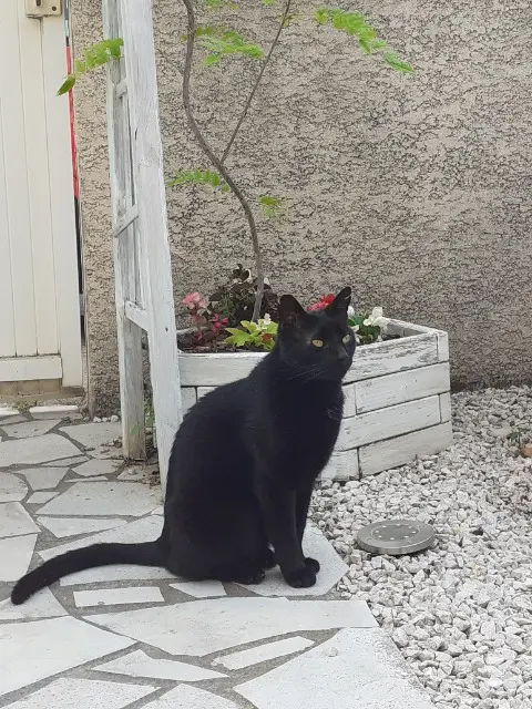 chat lost   34300 Agde Kirikou