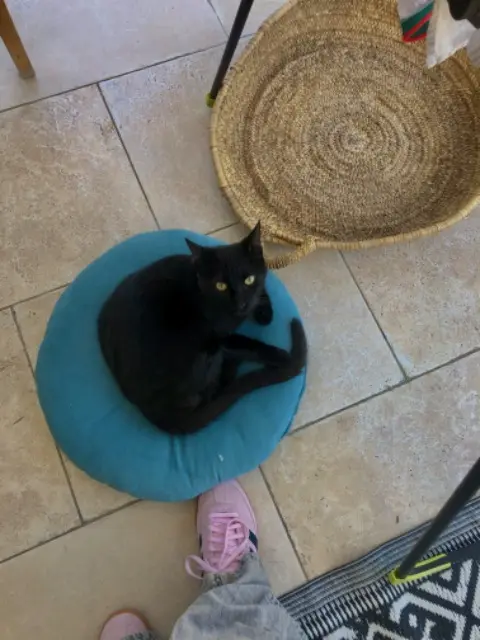 chat lost   34470 Pérols Koba